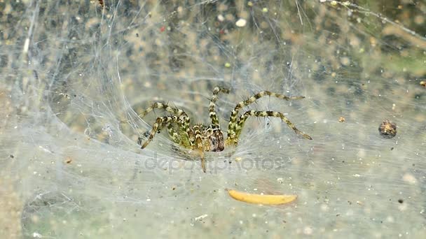 Pavouk na pavučině v tropickém deštném pralese. — Stock video