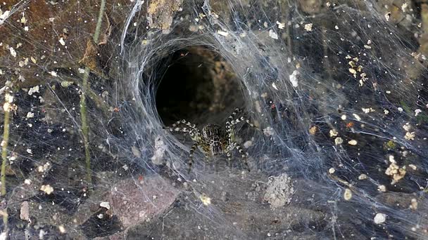 Araignée sur toile dans la forêt tropicale humide. — Video