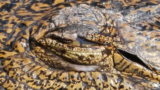 Gros plan de l'oeil de crocodile — Video