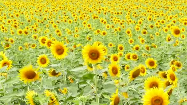 Girasoles en el viento en el campo . — Vídeos de Stock