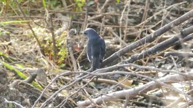 Oryantal magpie robin doğa içinde.