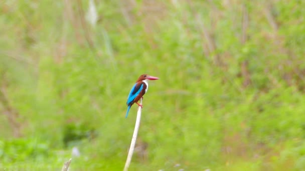 Kingfisher à gorge blanche sur branche dans la nature . — Video