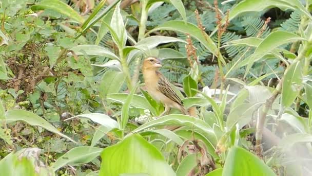 Tessitore di baja (Ploceus philippinus) in natura . — Video Stock