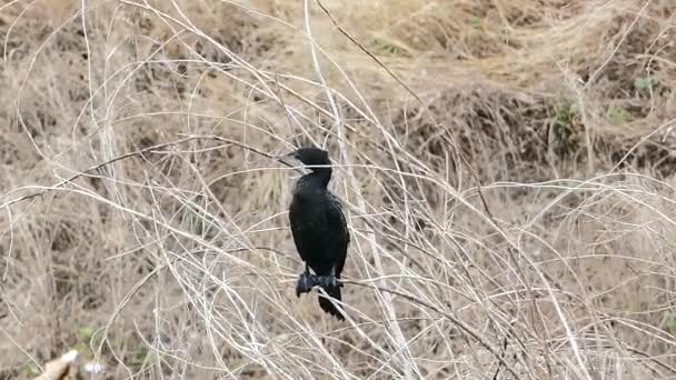 Little cormorant in nature. — Stock Video