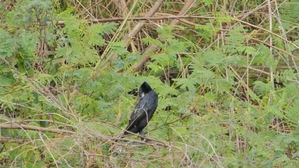 Weinig Aalscholver in de natuur. — Stockvideo