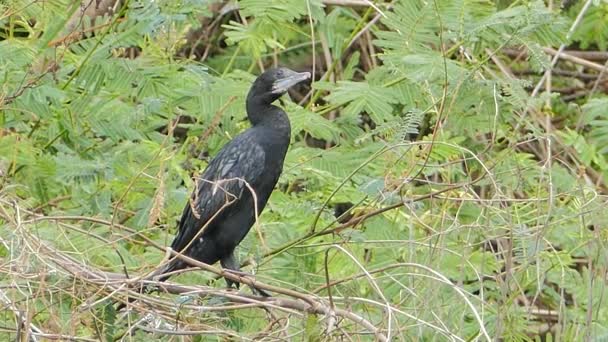 Little cormorant in nature. — Stock Video