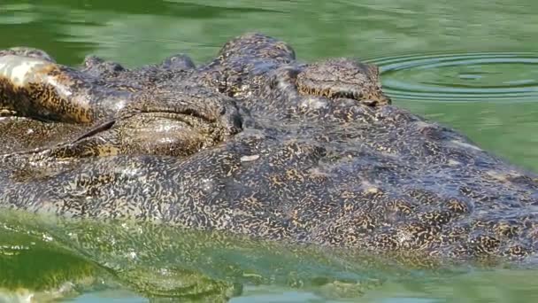 Crocodile rest in water. — Stock Video