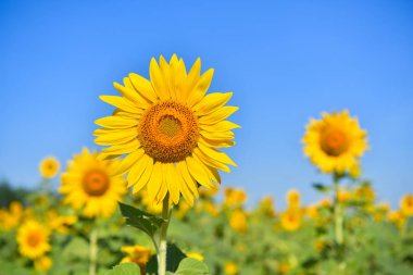 Ayçiçeği çiçek Bahçe üzerinde sonbahar.