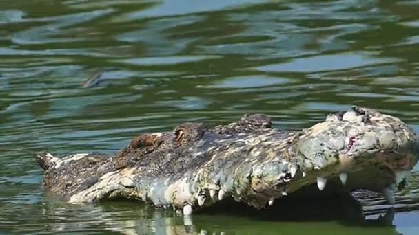 Bitva o aligátor ve vodě. — Stock video