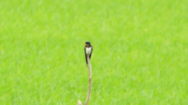 Küçük Pratincole dalı.