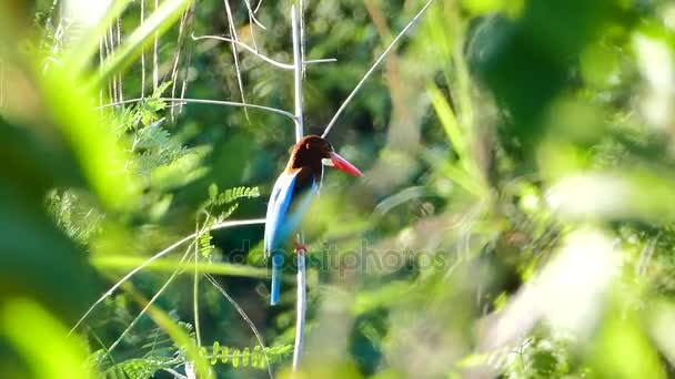 Kingfisher à gorge blanche sur la branche . — Video