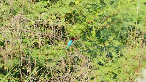 Kingfisher de garganta branca no ramo . — Vídeo de Stock