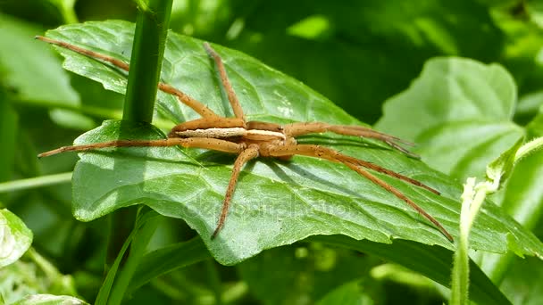 Braune Spinne auf Blättern. — Stockvideo