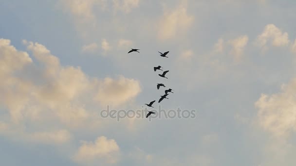 Flocks of Red Pelicans flying — Stock Video