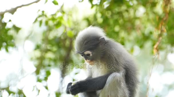 Spectacled langurs in nature. — Stock Video