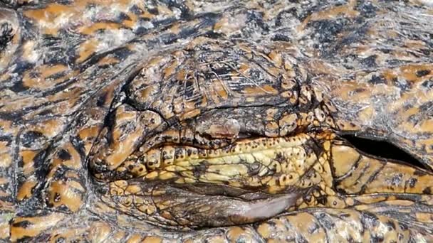 Œil de crocodile, quand les yeux ouverts regardent . — Video