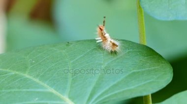 Caterpillar yeşil yapraklarda.