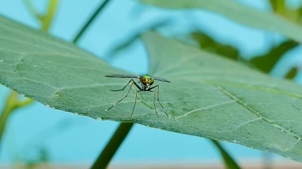 Long-legged μύγες σε φύλλο. — Αρχείο Βίντεο