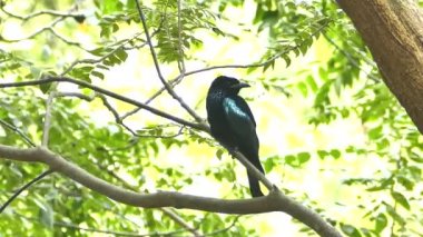 Dalı üzerinde parlayan çaylak herif.