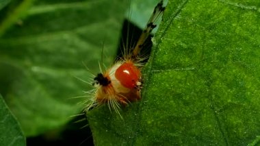 Caterpillar yeşil yapraklarda