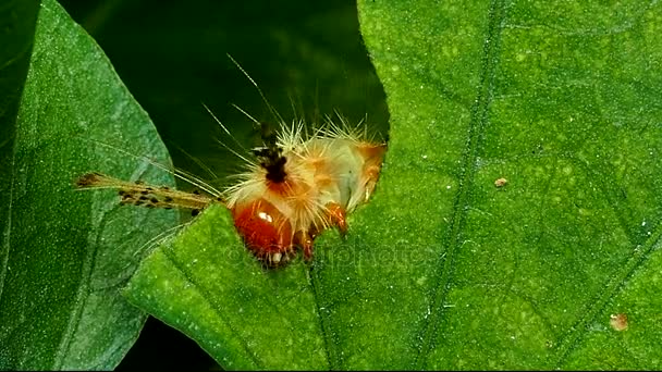 緑の葉を食べる毛虫 — ストック動画