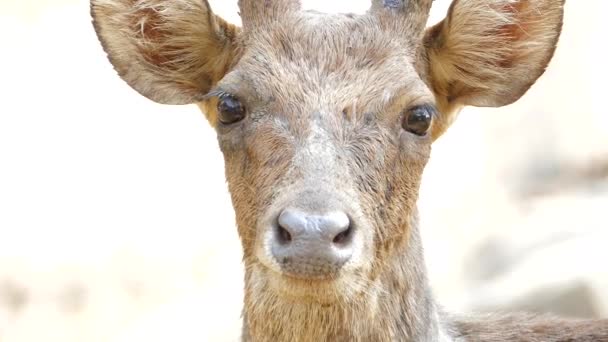 Veado Sambar ou Rusa Unicolor — Vídeo de Stock