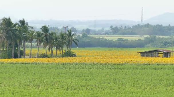 Cabaña en los campos de flores de girasoles . — Vídeos de Stock