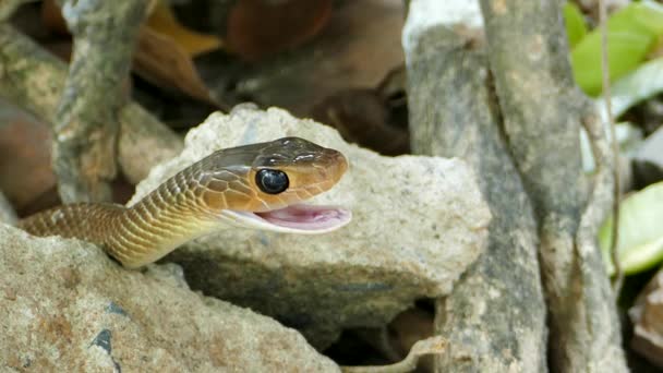 Ινδοκινέζικη φίδι αρουραίων (Ptyas Κορρός) σε τροπικό δάσος της βροχής. — Αρχείο Βίντεο