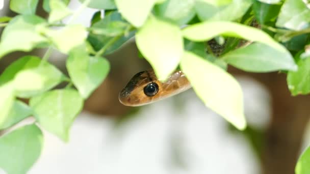 Couleuvre à rat indochinoise (Ptyas korros) dans la forêt tropicale humide . — Video