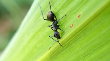yeşil yaprak üzerinde siyah karınca.