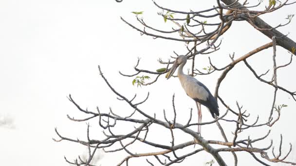 cigogne à bec ouvert dans la forêt tropicale humide .