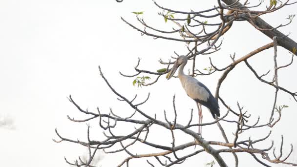 Cigüeña de pico abierto en la selva tropical . — Vídeos de Stock