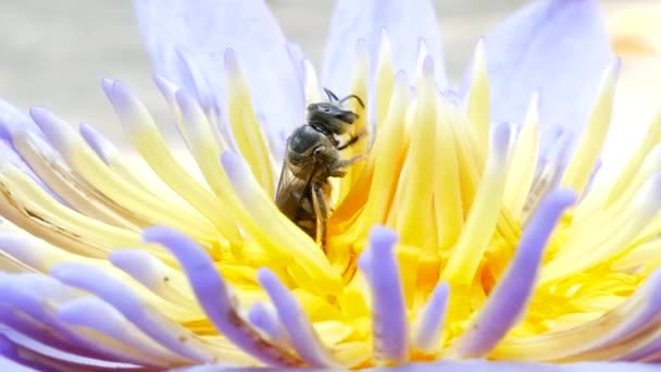 Las abejas están recolectando néctar . — Vídeos de Stock