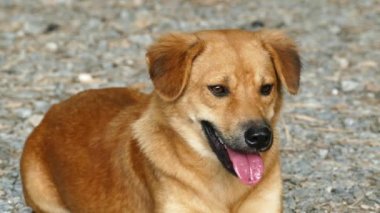 Kahverengi köpek yere dinlenme.