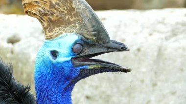 Cassowary en büyük kuştur