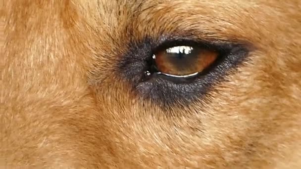 Oog van bruine hond. — Stockvideo