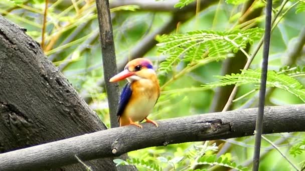 The Oriental Dwarf kingfisher on branch . – stockvideo