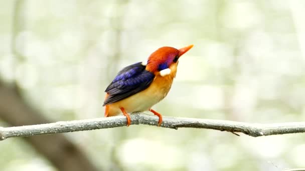 Oryantal cüce kingfisher dalı. — Stok video