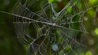 örümcek web üzerinde.