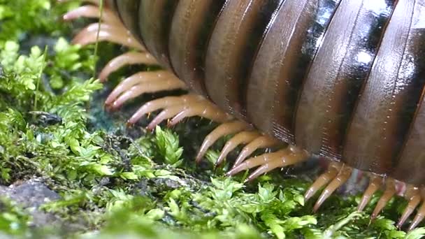 Beine des Tausendfüßlers im tropischen Regenwald. — Stockvideo