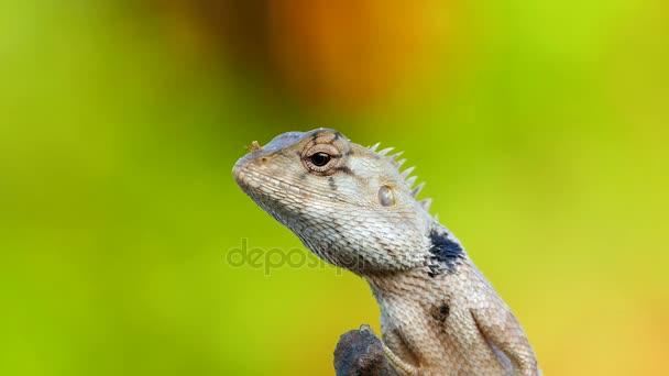 Camaleonte nella foresta pluviale tropicale . — Video Stock