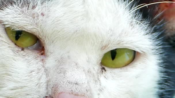 Los ojos del gato . — Vídeos de Stock