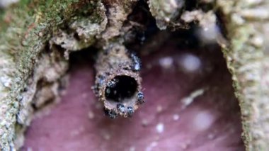 İ. bal arıları petek uçan.