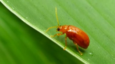 Kırmızı kavun böceği yapraklarda.