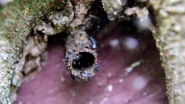 Abeilles à miel stingless volant dans nid d'abeilles . — Video