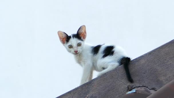 Yavru kedi başıboş kedi çatı üzerinde. — Stok video