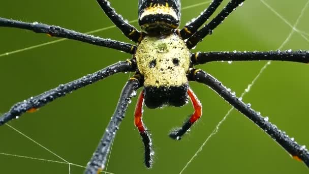 Spinnen im Netz nach dem Regen. — Stockvideo