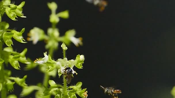 Stingless honingbijen verzamelen nectar. — Stockvideo