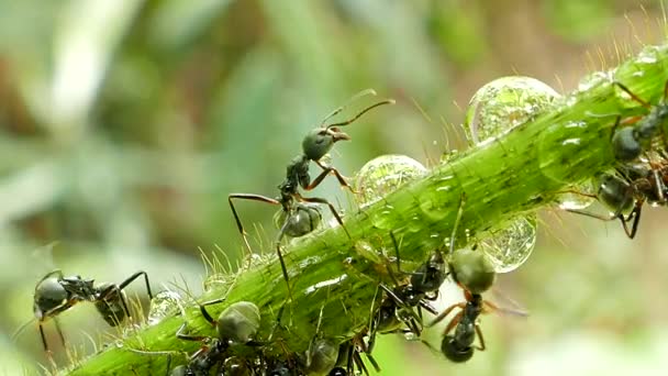 Černý mravenec na větvi. — Stock video