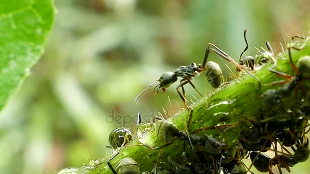 Чёрный муравей на ветке . — стоковое видео
